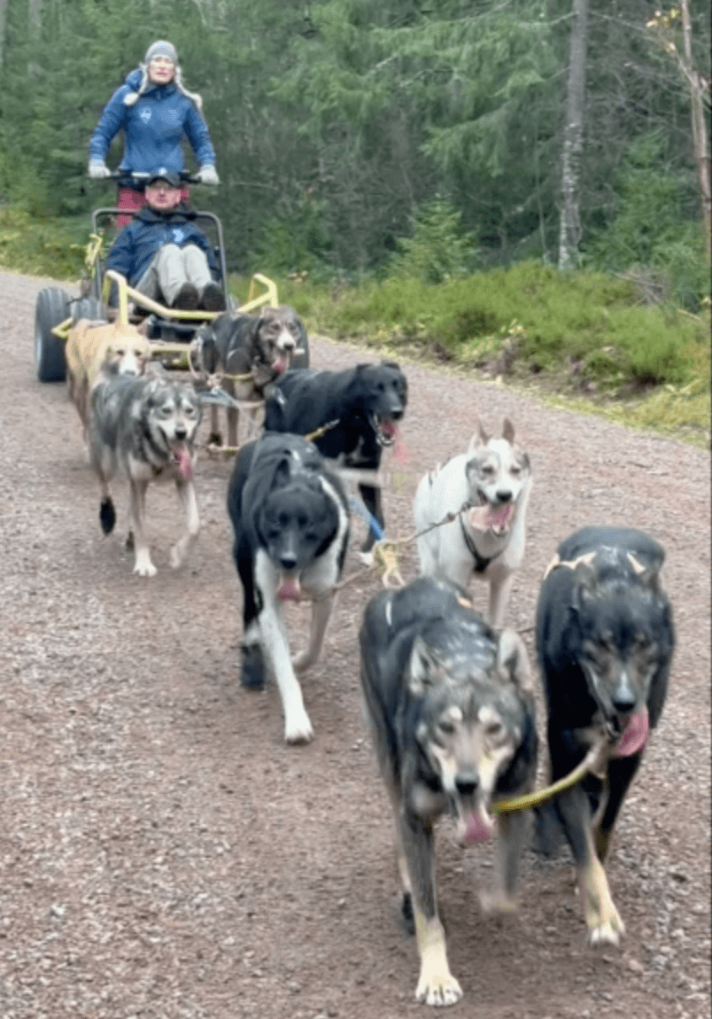 Hundekjøring i Siljan